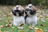 SHIH TZU 107